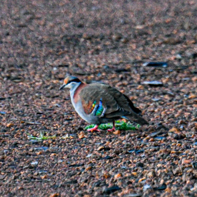 Brush Bronzewing