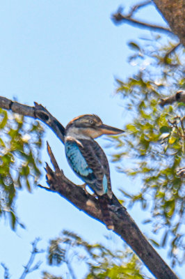 Blue-winged Kookaburra