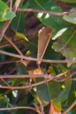 Mangrove Fantail