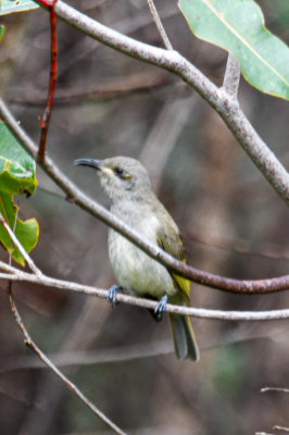 Brown Honeyeater