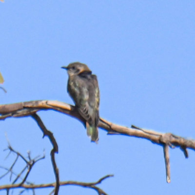 Horsfield's Bronzed-Cuckoo