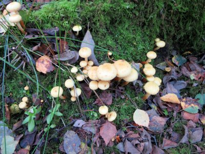 Pholiota alnicola with rotting log .jpg