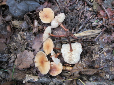 Gymnopus erythropus  100 Acre Wood nr Worksop NNotts 2019-10-5 .JPG