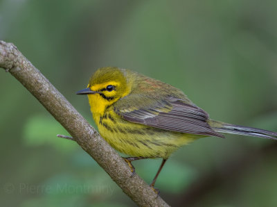 Paruline des près / Prairie Warbler