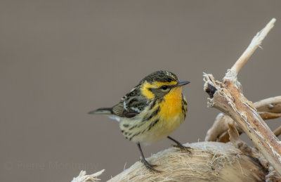 Paruline à gorge orangée / Blackburnian Warbler