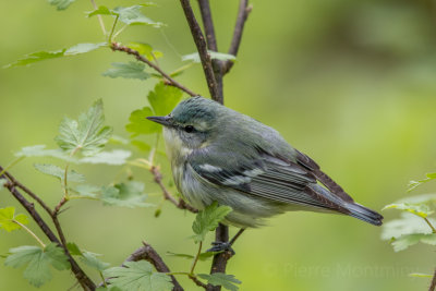 Paruline azurée / Cerulean Warbler