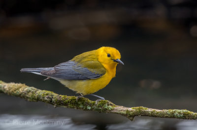 Paruline orangée / Prothonotary Warbler