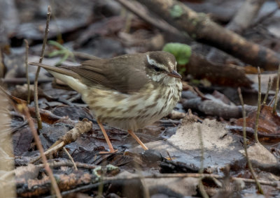 Paruline hochequeue / Louisiana Waterthrush