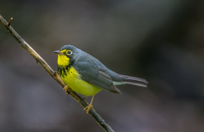 Paruline du Canada / Canada Warbler