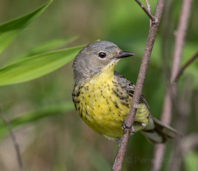 Paruline de Kirtland / Kirtland's Warbler