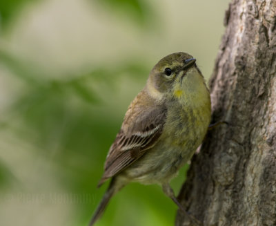 Paruline des pins / Pine Warbler