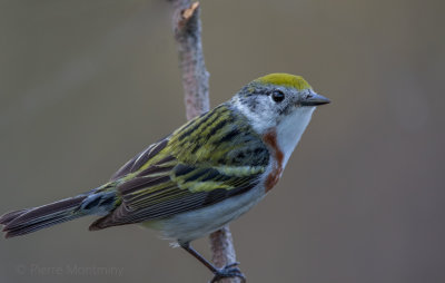 Paruline à flancs marron / Chestnut-sided Warbler