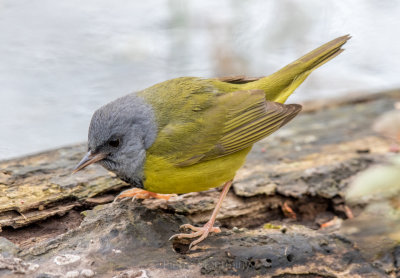 Paruline triste / Mourning Warbler