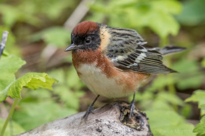 Paruline à poitrine baie / Bay-breasted Warbler