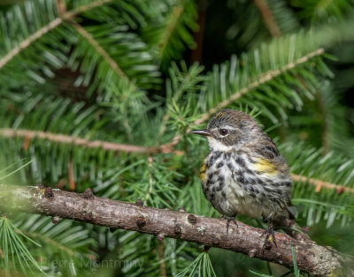 Paruline à croupion jaune / Yellow-rumped Warbler