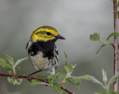 Paruline à gorge noire / Black-throated Green Warbler