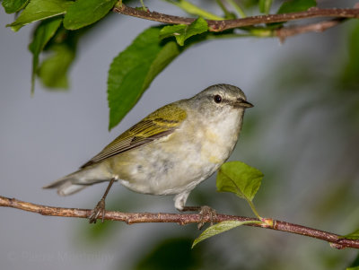 Paruline obscure / Tennessee Warbler