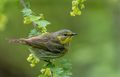 Paruline tigrée (femelle)