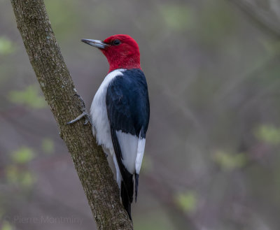 Pic à tête rouge