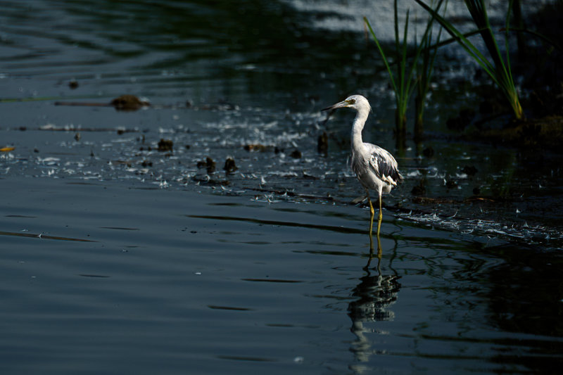 PantanoVilla0092.jpg