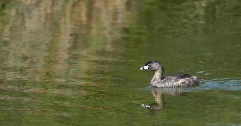 PantanoVilla0196.jpg
