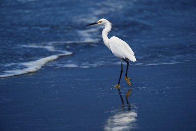 Garza Blanca (Great Egret)