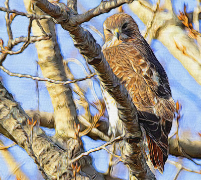 RED TAIL HAWK