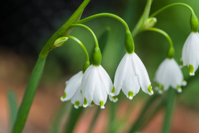 Spring flowers