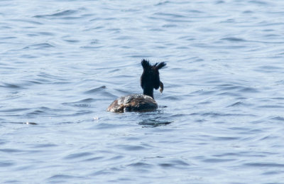Great Crested grebe