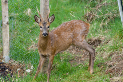 Deer and fox