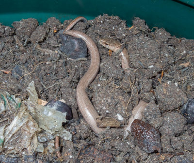 Slow worms and grass snake