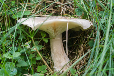 Clouded agaric