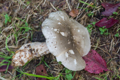 Clouded agaric