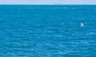 Two porpoises hunting fish