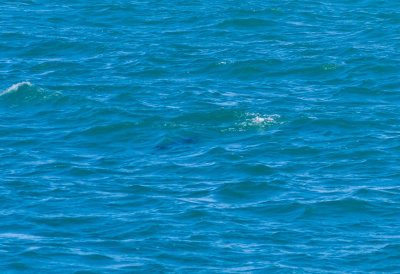 porpoise hunting fish