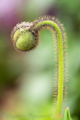 _DSC8989Edit.jpg