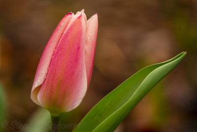_DSC9085Edit.jpg
