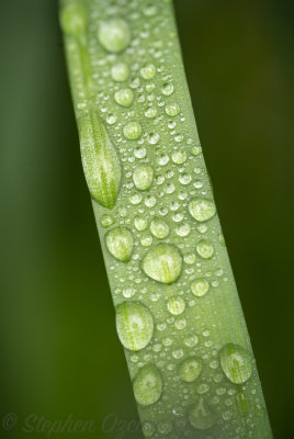 _DSC9132Edit.jpg