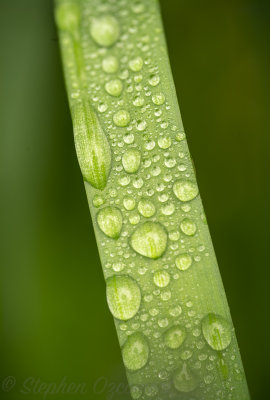 _DSC9132Edit2.jpg