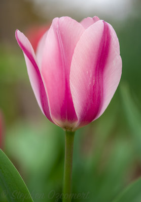 _DSC8575Edit.jpg