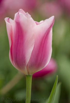 _DSC8750Edit.jpg