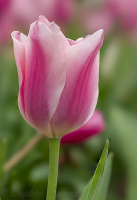 _DSC8769Edit.jpg