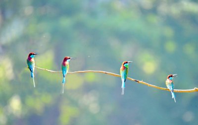 Blue-throated bee-eater