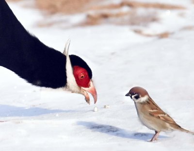 The brown cared Pheasant （褐马鸡）