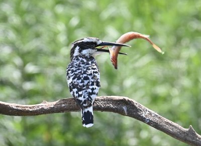 piedkingfisher（斑鱼狗）