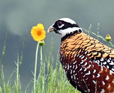   Reeves'sPheasant（白冠长尾雉）