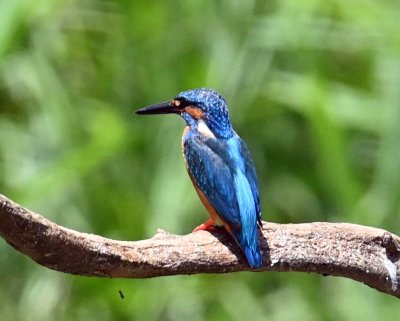 River Kingfishers（Alcedo，翠鸟）