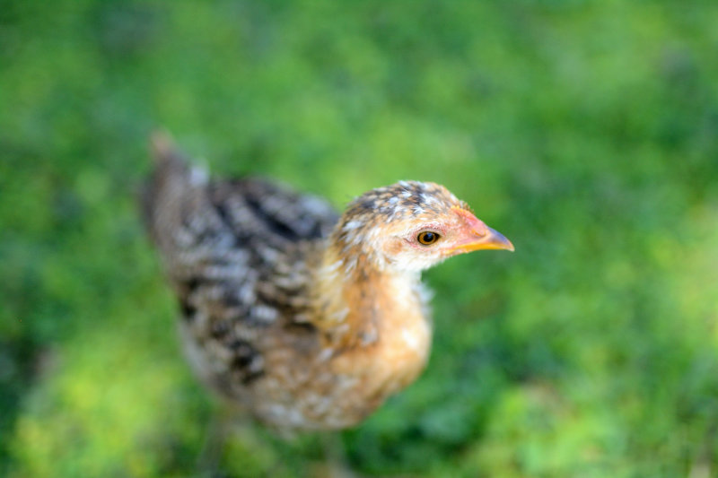 Chick in shade