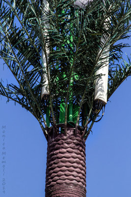 Pretending to be a palm tree