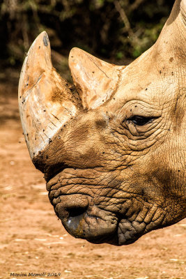 Rhino plastic needed